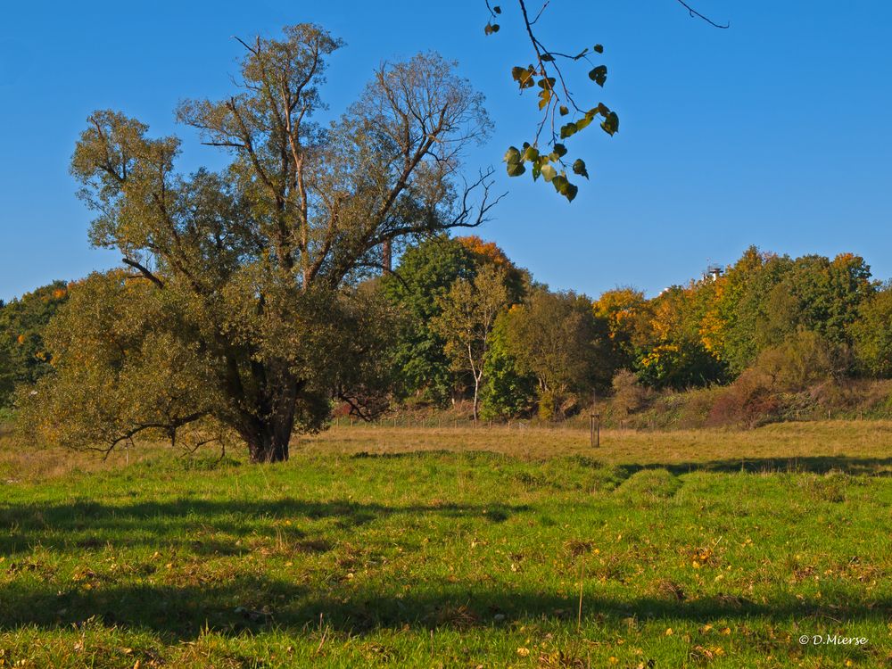 Der Baum