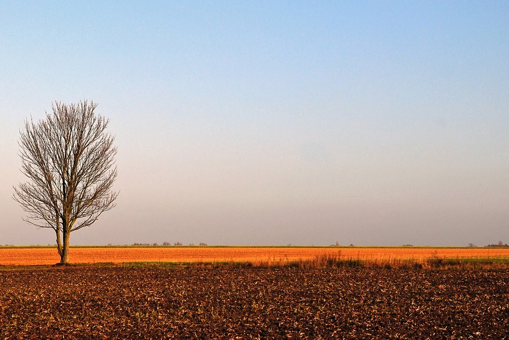 der Baum