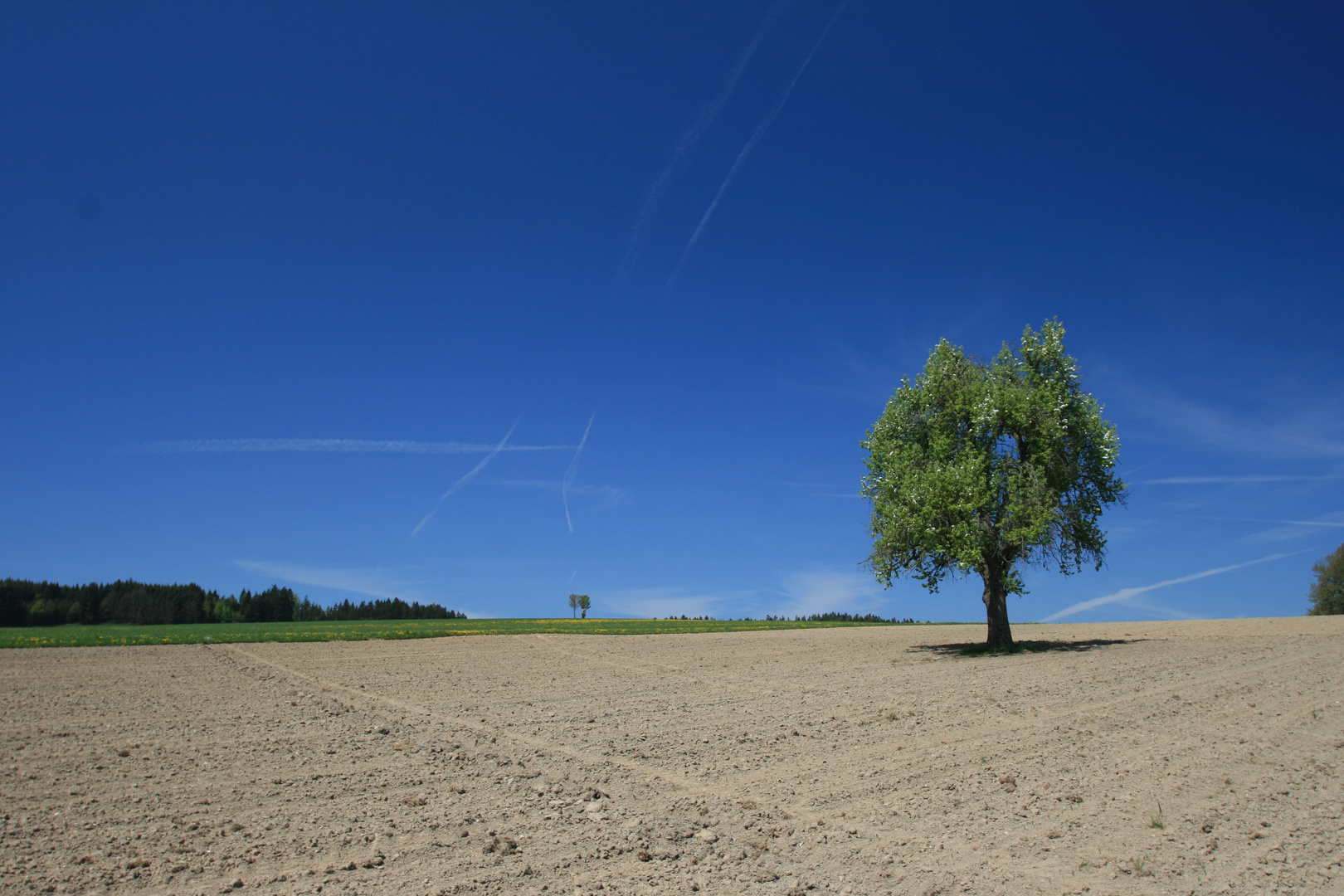 Der Baum