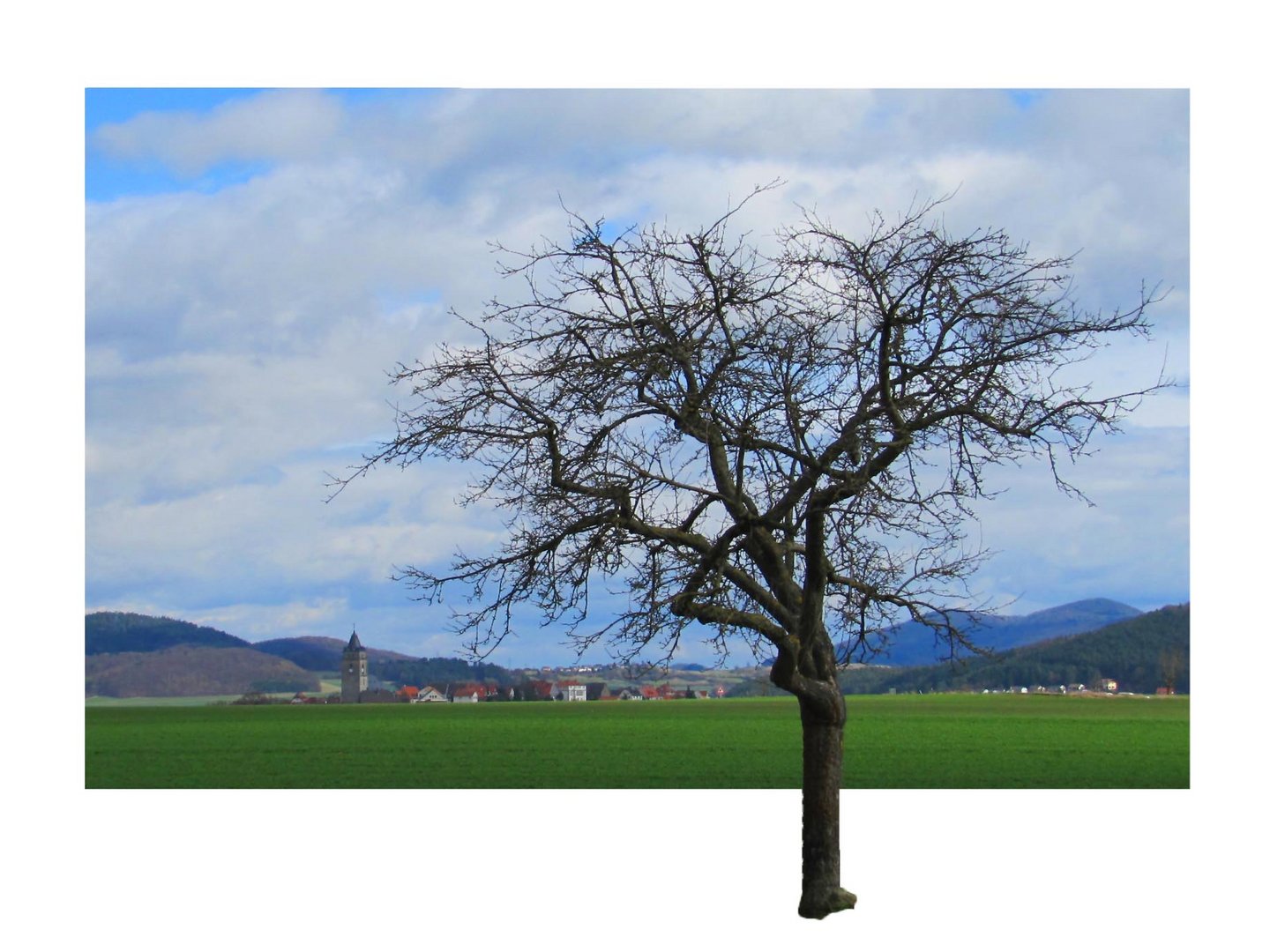 Der Baum