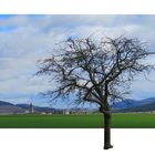 Der Baum