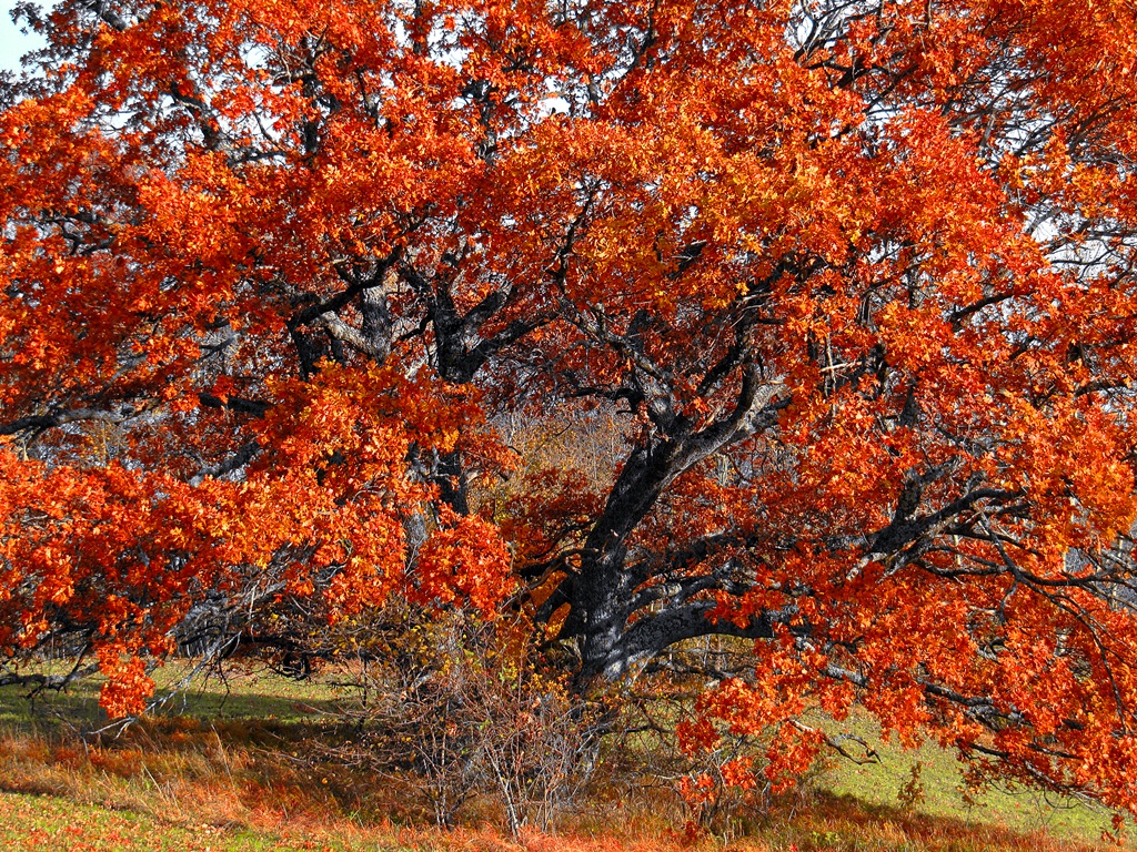 Der Baum