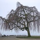 Der Baum  -  dein Beschützer