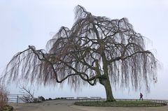 Der Baum  -  dein Beschützer