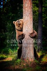 Der Baum, dein Freund