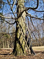 der baum -deine stütze