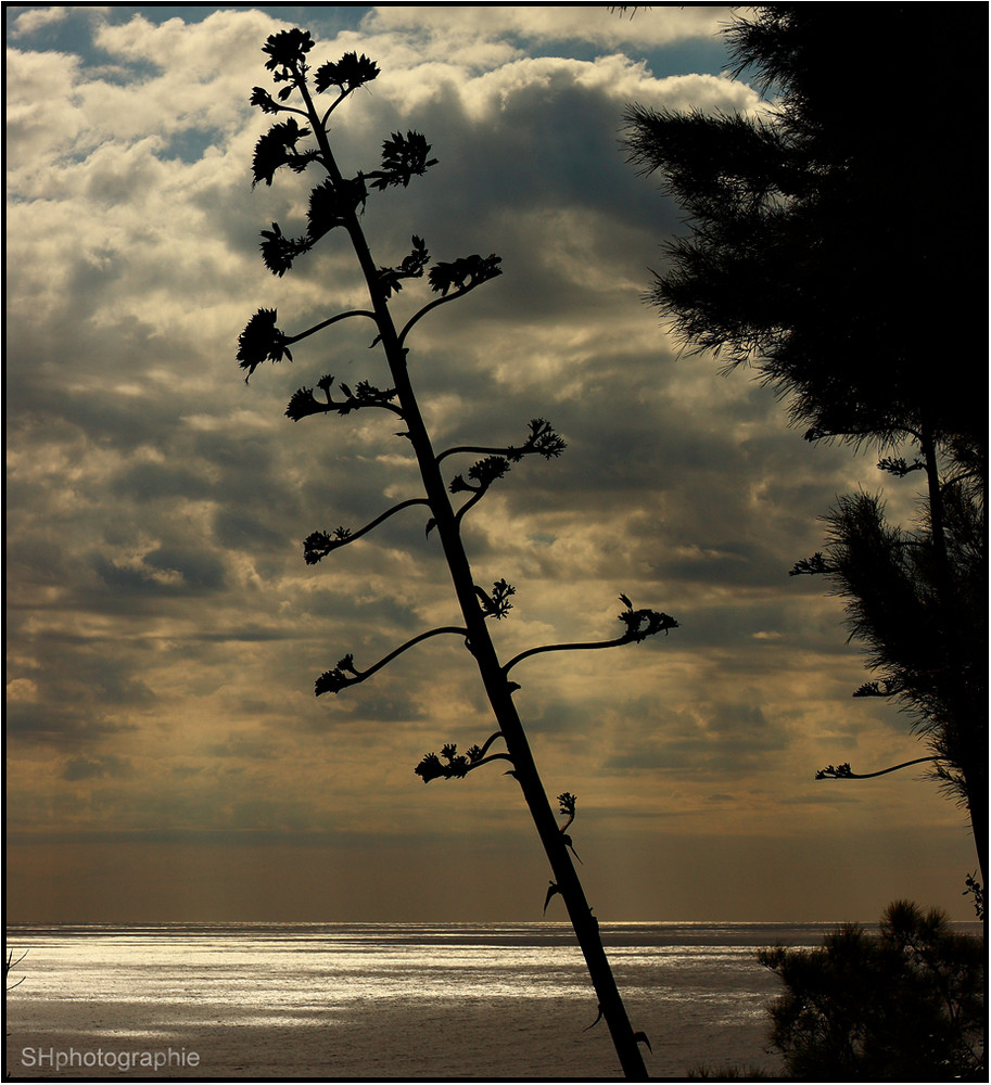 Der Baum der an der Küste gross wurde