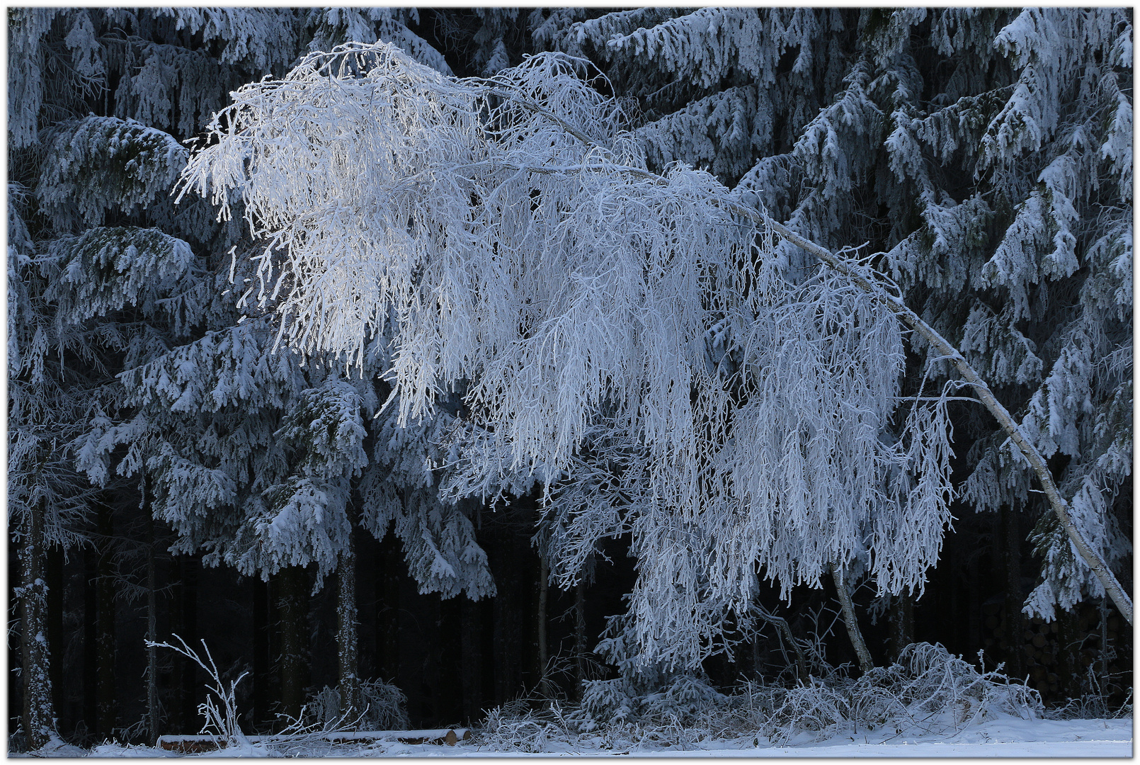 Der Baum, der aus dem Rahmen fällt