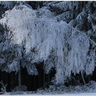 Der Baum, der aus dem Rahmen fällt