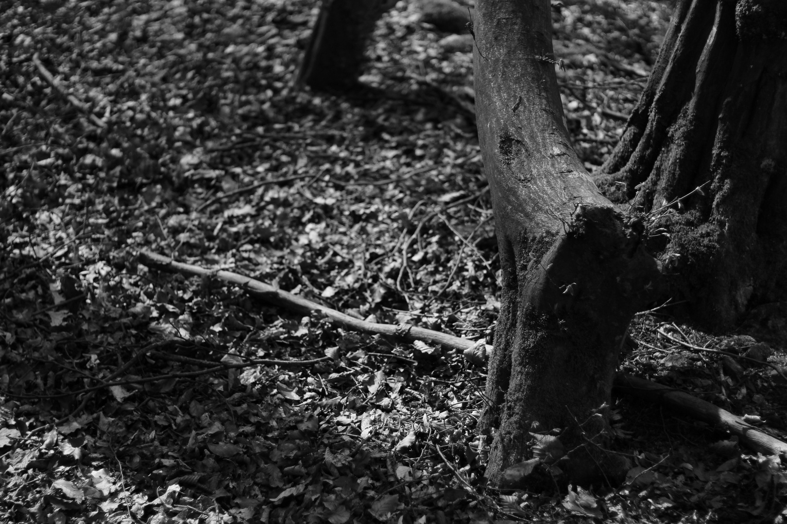 Der Baum, der aus dem Wald flüchten wollte