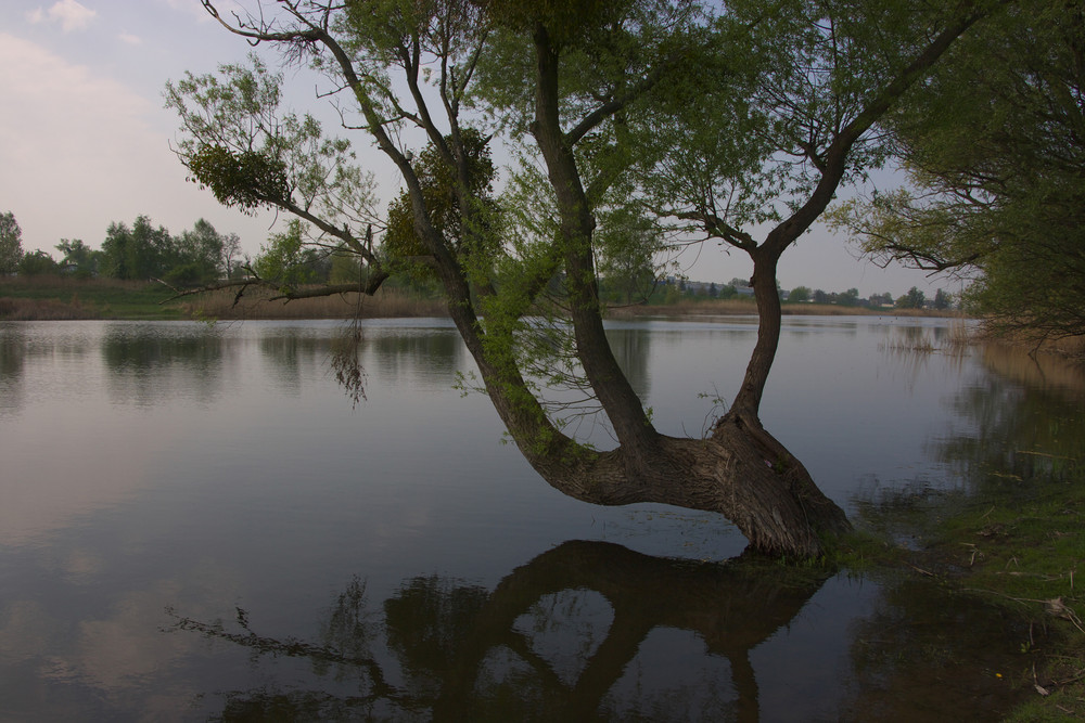 der Baum der aus dem Wasser wächst