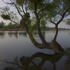 der Baum der aus dem Wasser wächst