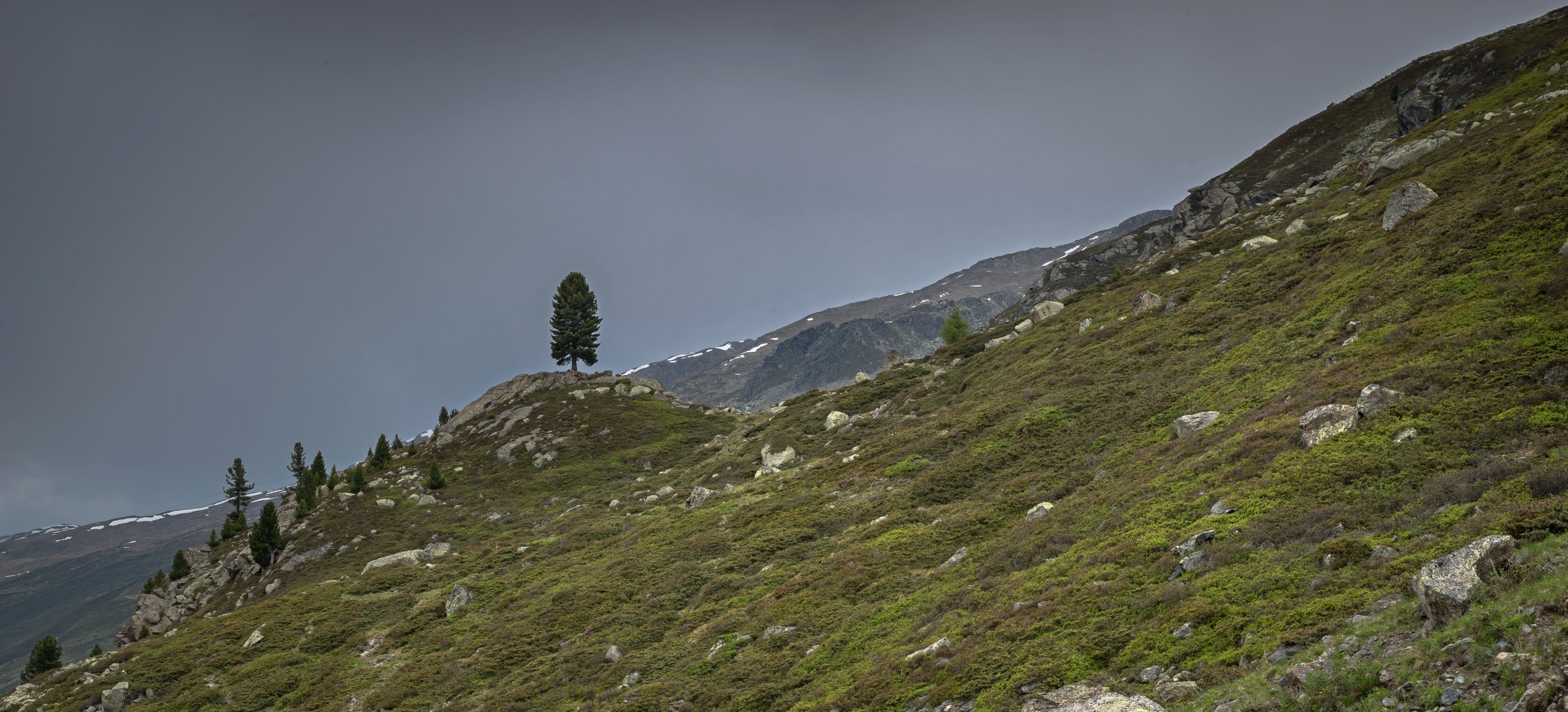 Der Baum der dem Wetter trotzt