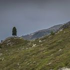 Der Baum der dem Wetter trotzt