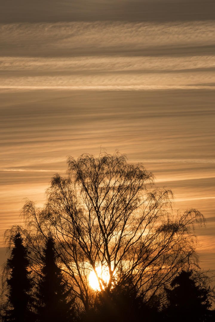 Der Baum der, der Sonne im Wege steht