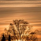 Der Baum der, der Sonne im Wege steht