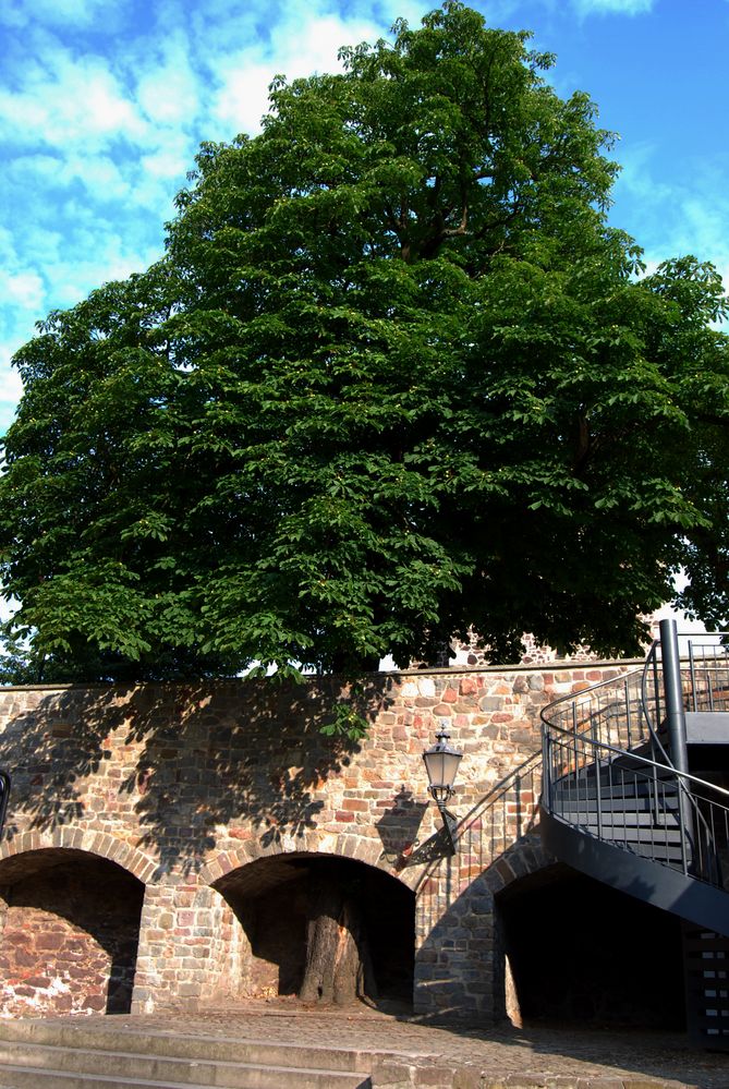 Der Baum, der durch die Mauer wächst...