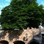 Der Baum, der durch die Mauer wächst...