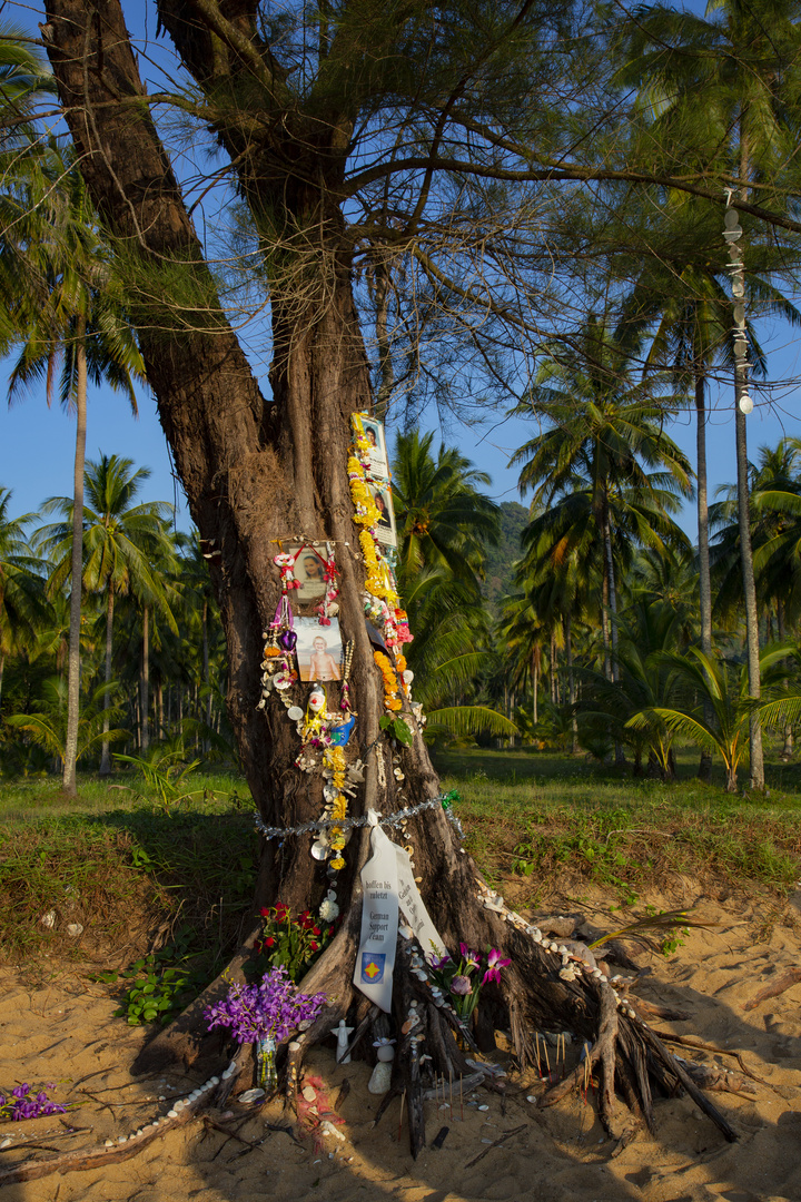 Der Baum der Erinnerungen in Khao Lak