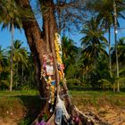 Der Baum der Erinnerungen in Khao Lak
