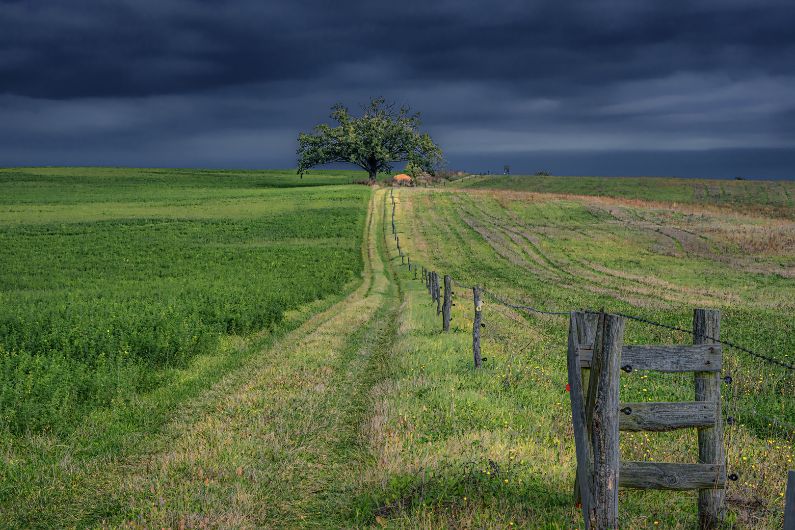  Der Baum der Erkenntnis