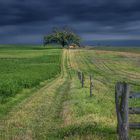  Der Baum der Erkenntnis