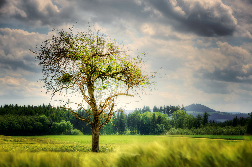 Der Baum der Erkenntnis