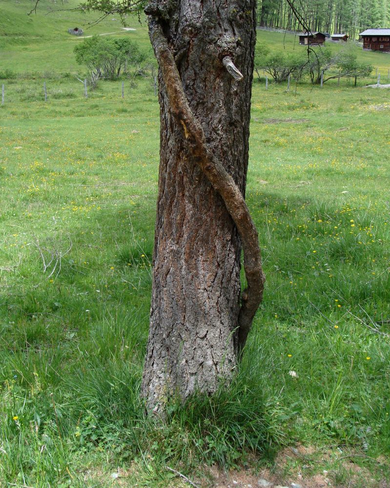 Der Baum der Erkenntnis