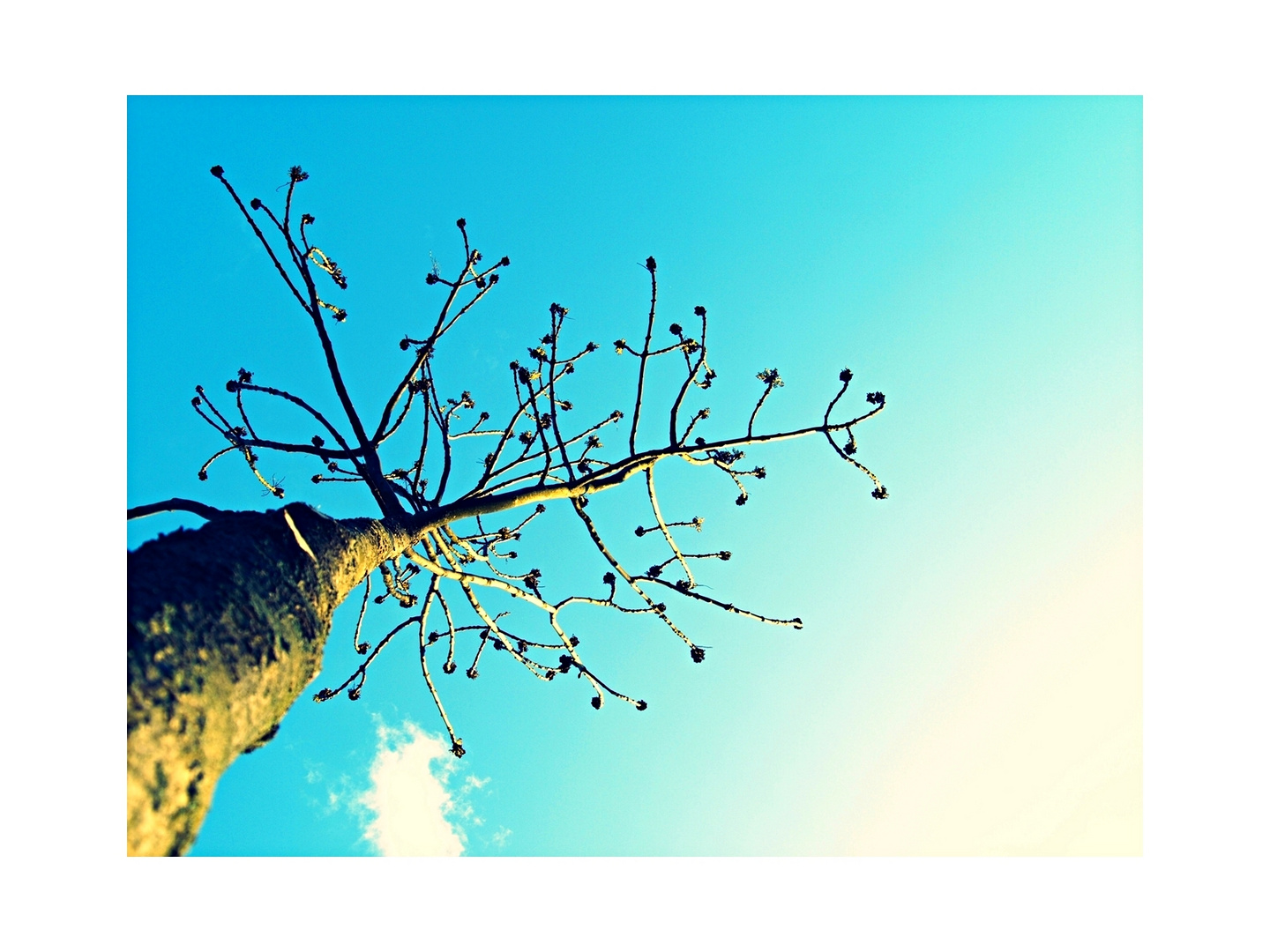 Der Baum der Freundschaft