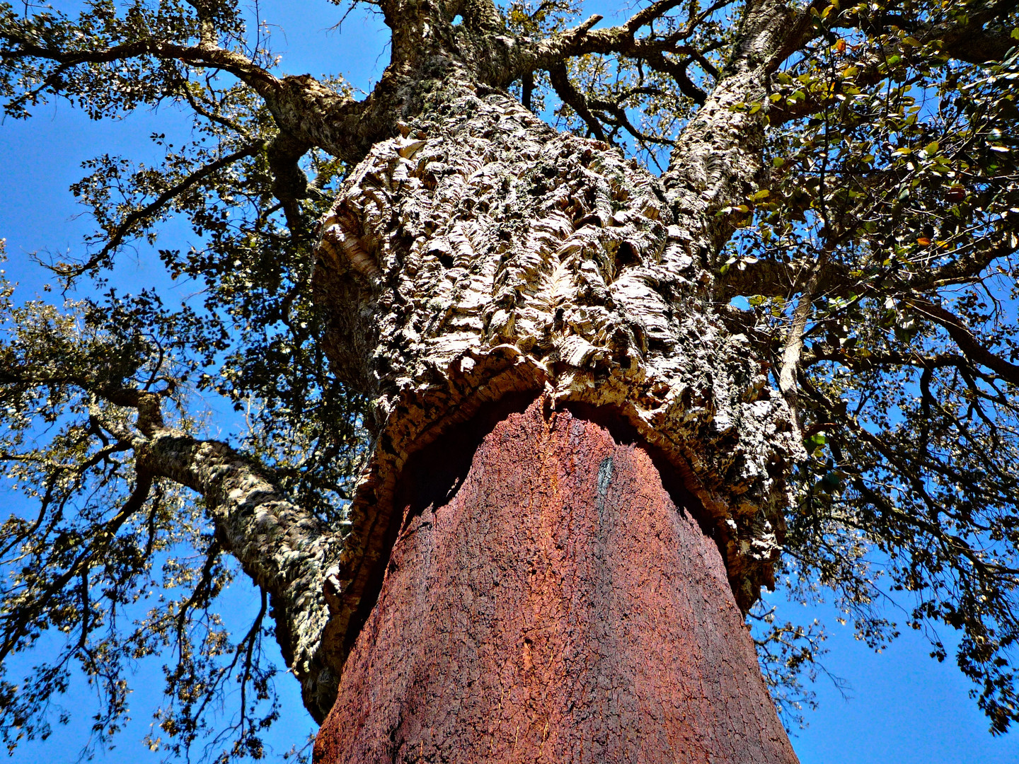 Der Baum, der gehäutet wurde!