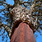 Der Baum, der gehäutet wurde!