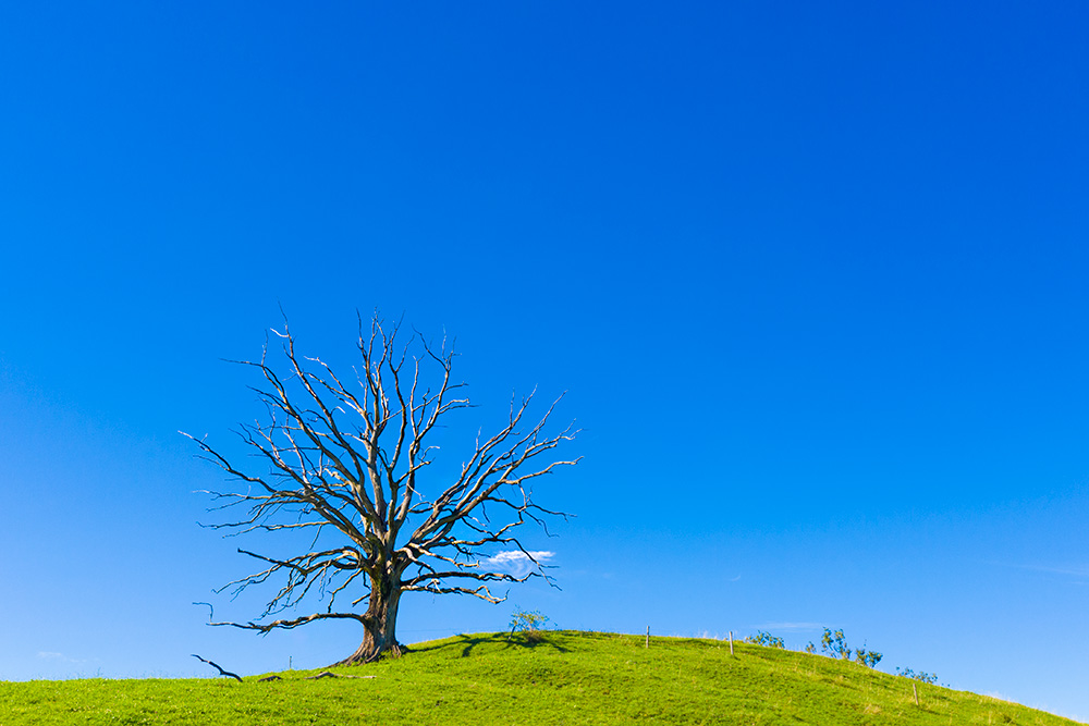 Der Baum der Gehenkten