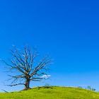 Der Baum der Gehenkten