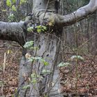 Der Baum ... der Glauben ... die Natur ...