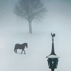 Der Baum, der Hahn und das Pferd