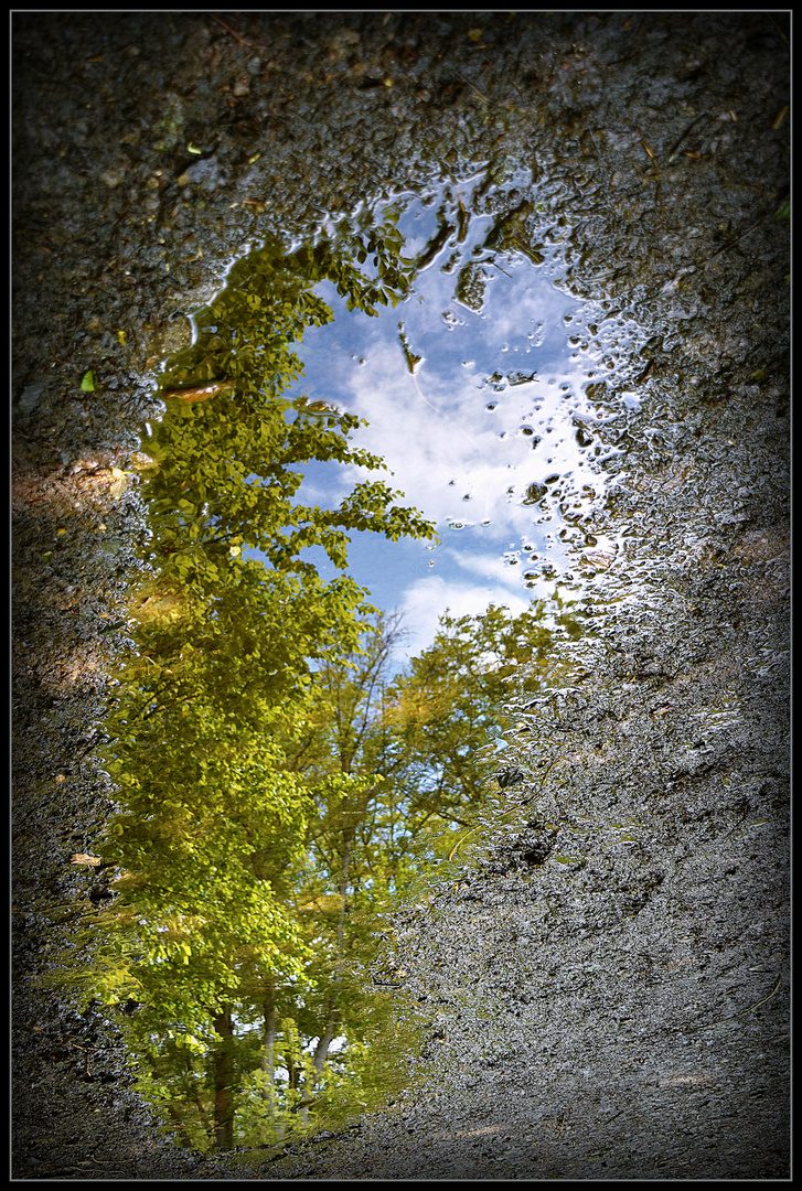 ...Der Baum der in der Pfütze wächst...