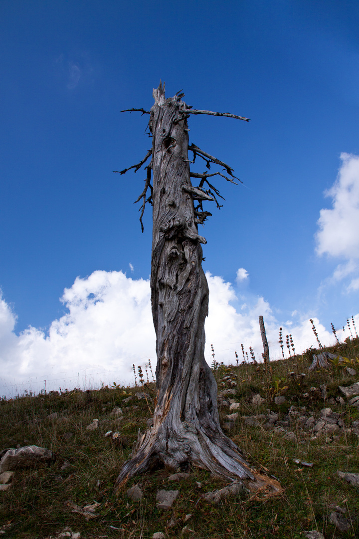 Der Baum der mal Einer war, ist standhaft.