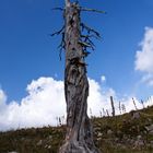 Der Baum der mal Einer war, ist standhaft.