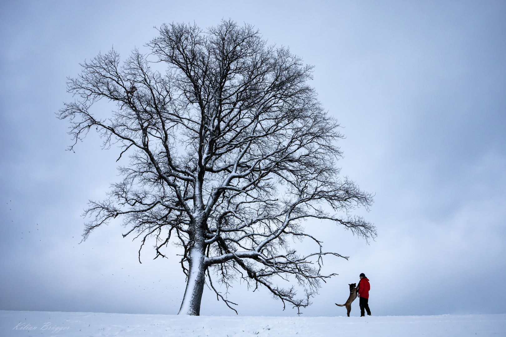 Der Baum, der Mann und sein Hund