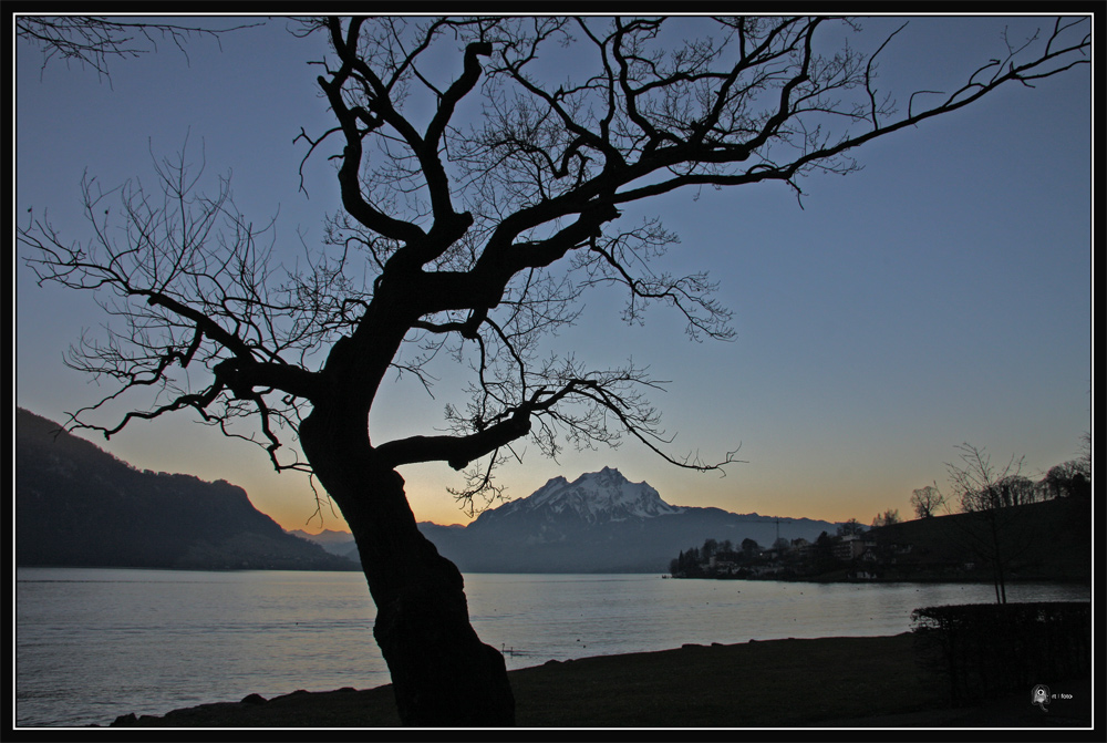 Der Baum, der markant in Weggis am Ufer steht...