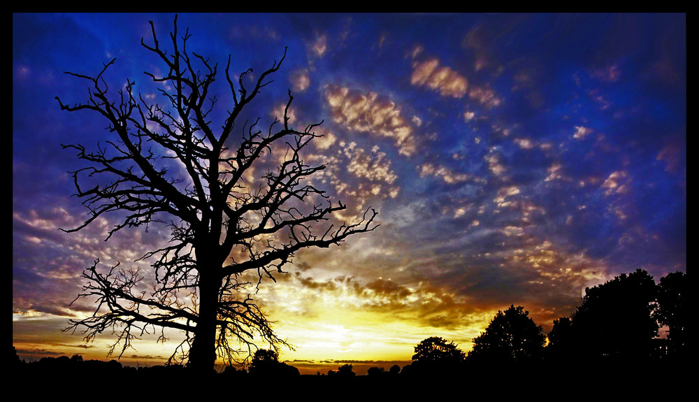 Der Baum der mich immer anhalten lässt