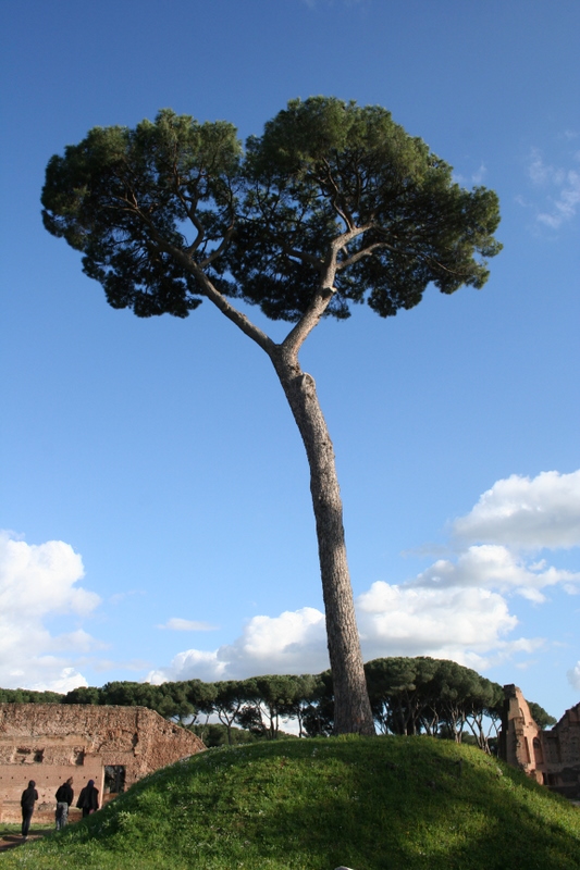 Der Baum, der nicht wusste, in welche Richtung er wachsen soll. Foto