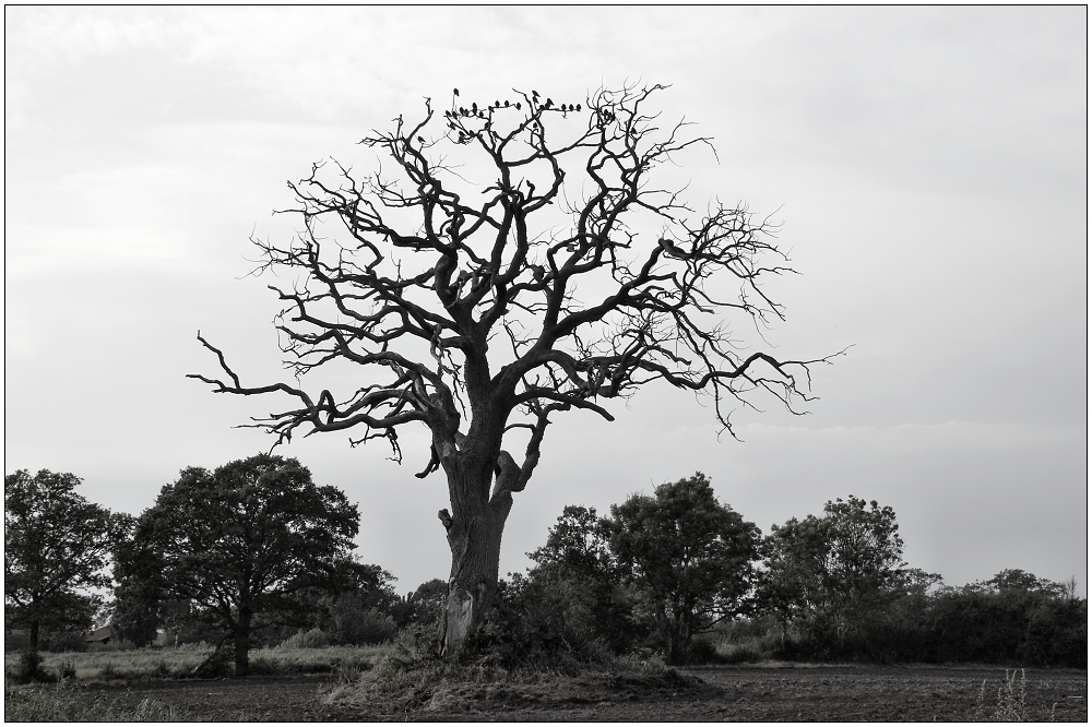 Der Baum der verlorenen Seelen