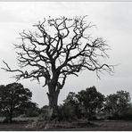 Der Baum der verlorenen Seelen