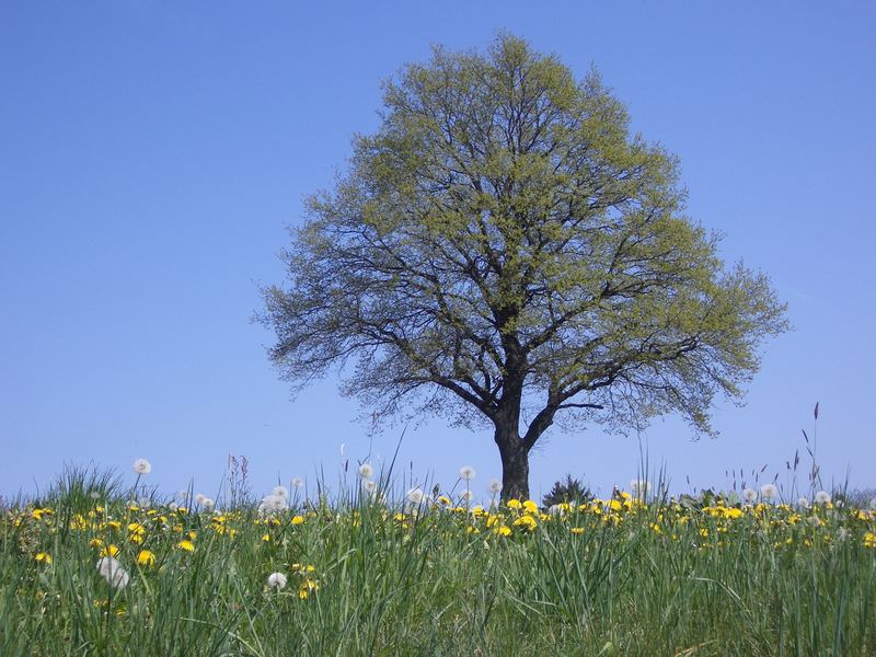 Der Baum der Weisen