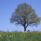 Der Baum der Weisen