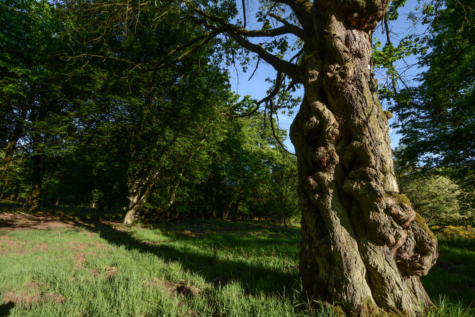 Der Baum der Weisen