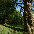 Der Baum der Weisen