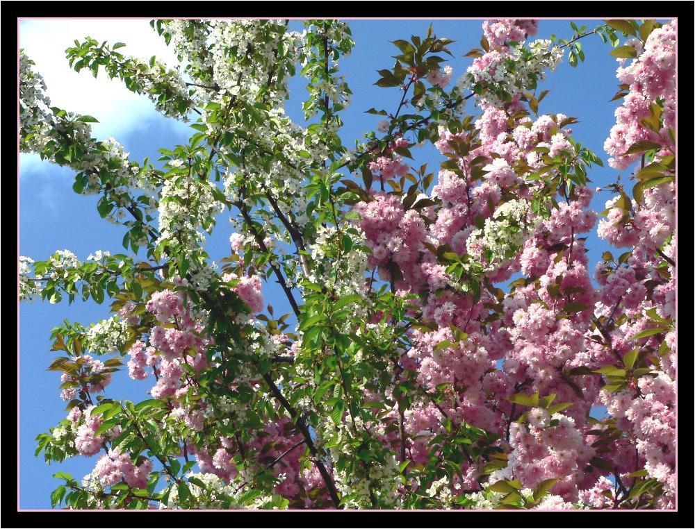 Der Baum der zwei Blüten