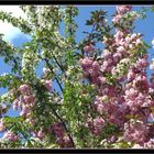 Der Baum der zwei Blüten